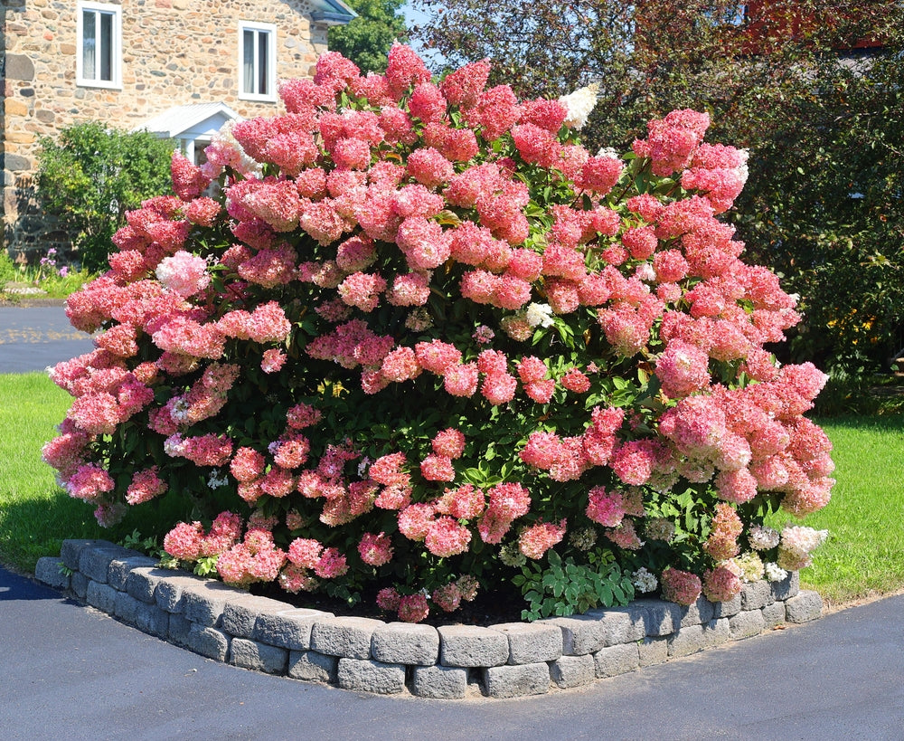Hydrangea paniculata