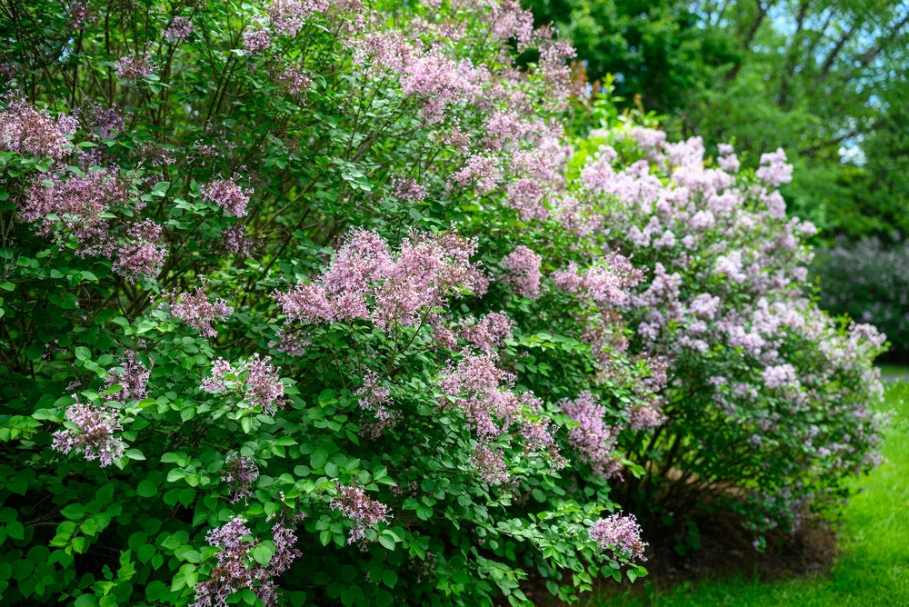 Shrubs for Privacy
