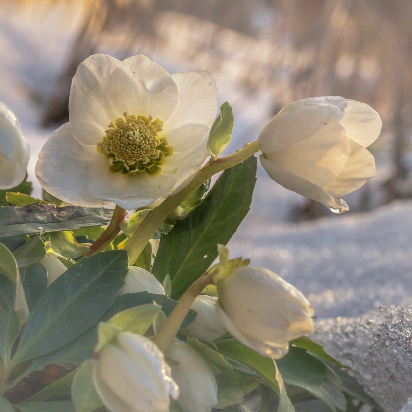 Plants in flower this month (January)