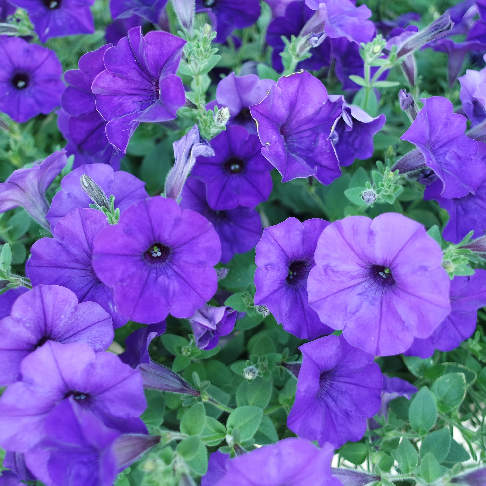 Summer Bedding Plants