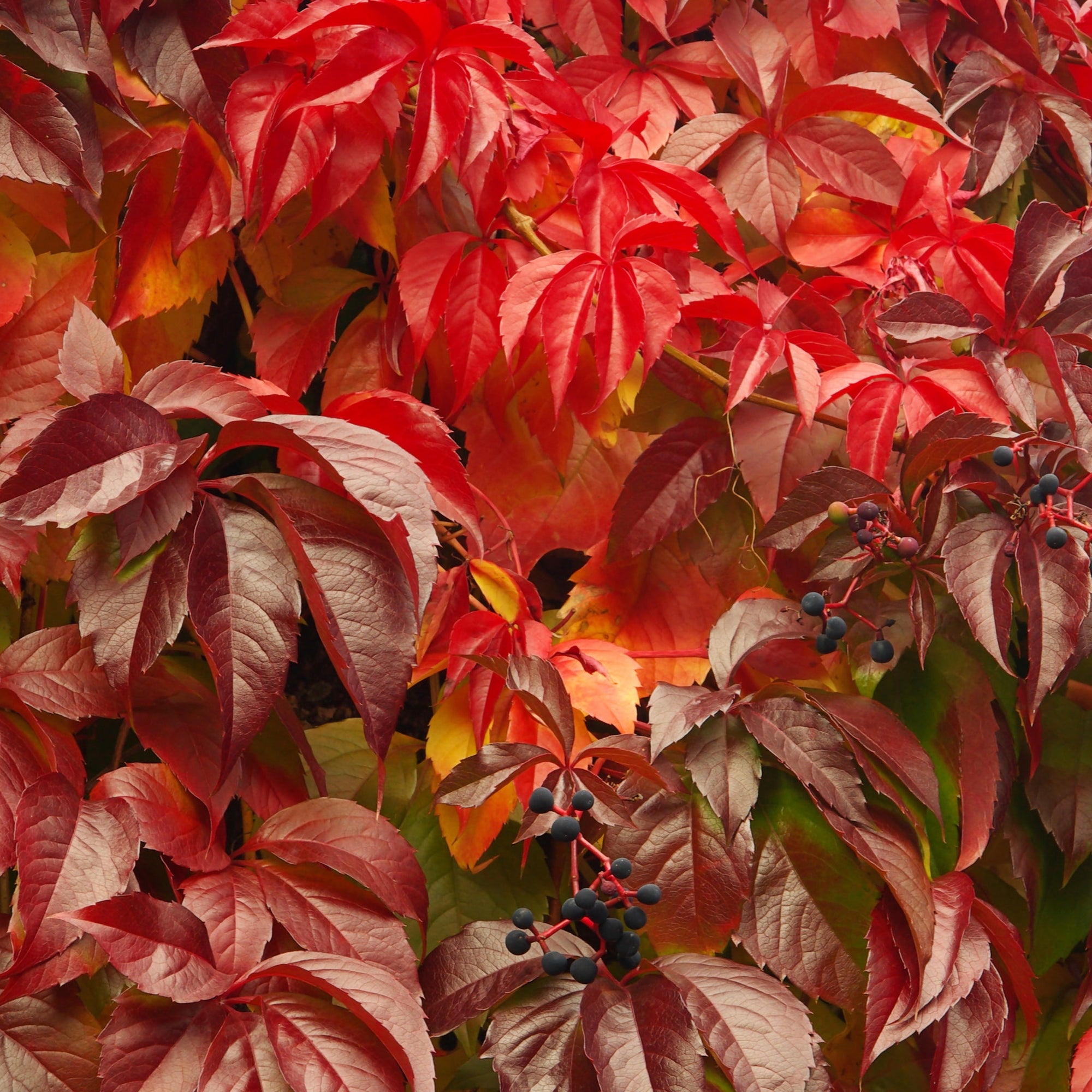 Virginia Creeper (Parthenocissus)