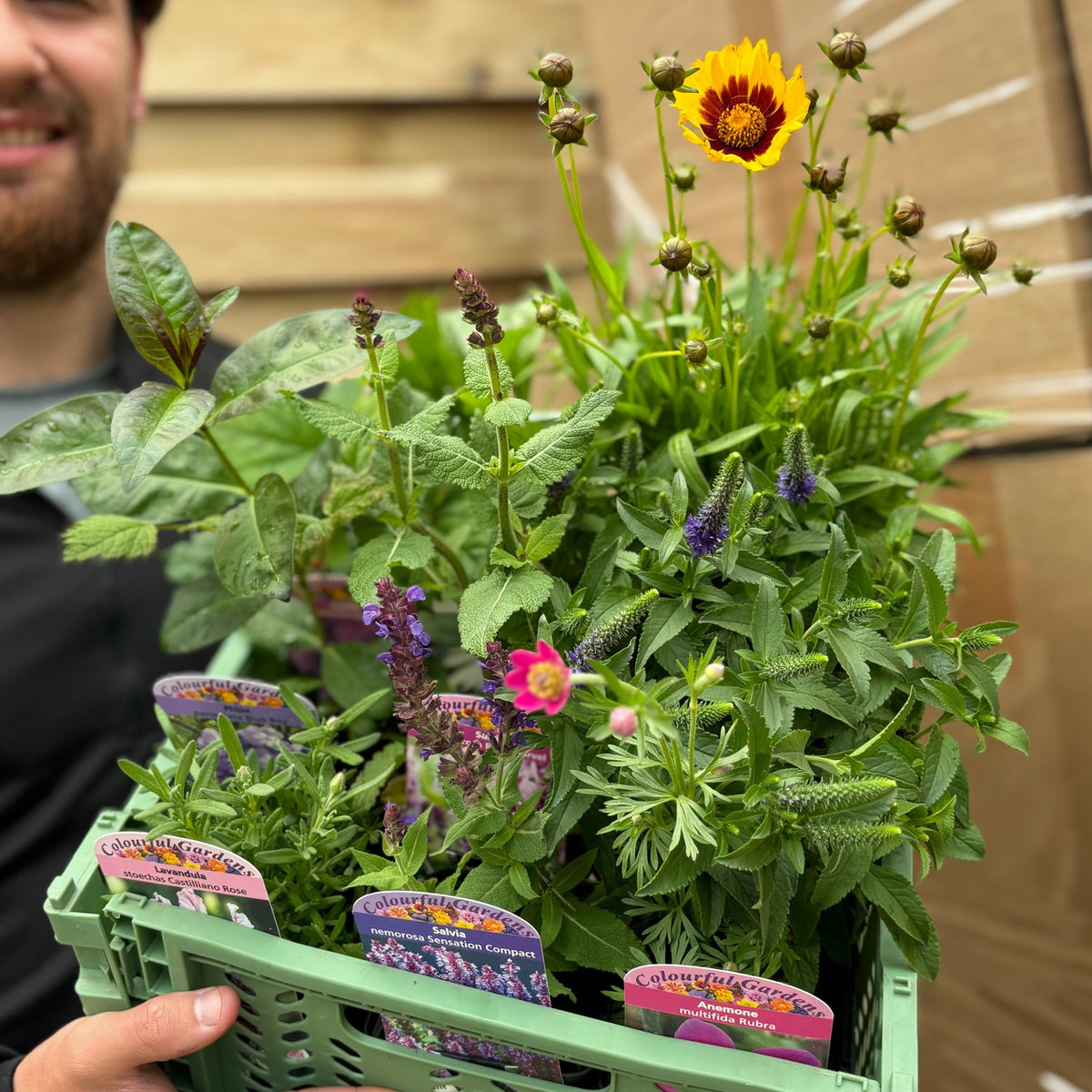 A person holds a green crate with the &quot;Mystery Box £45 Worth Of Plants (Checkout only offer)&quot;—a selection of flowering plants in labeled pots with purple, yellow, and pink herbaceous perennials—against a wooden background.
