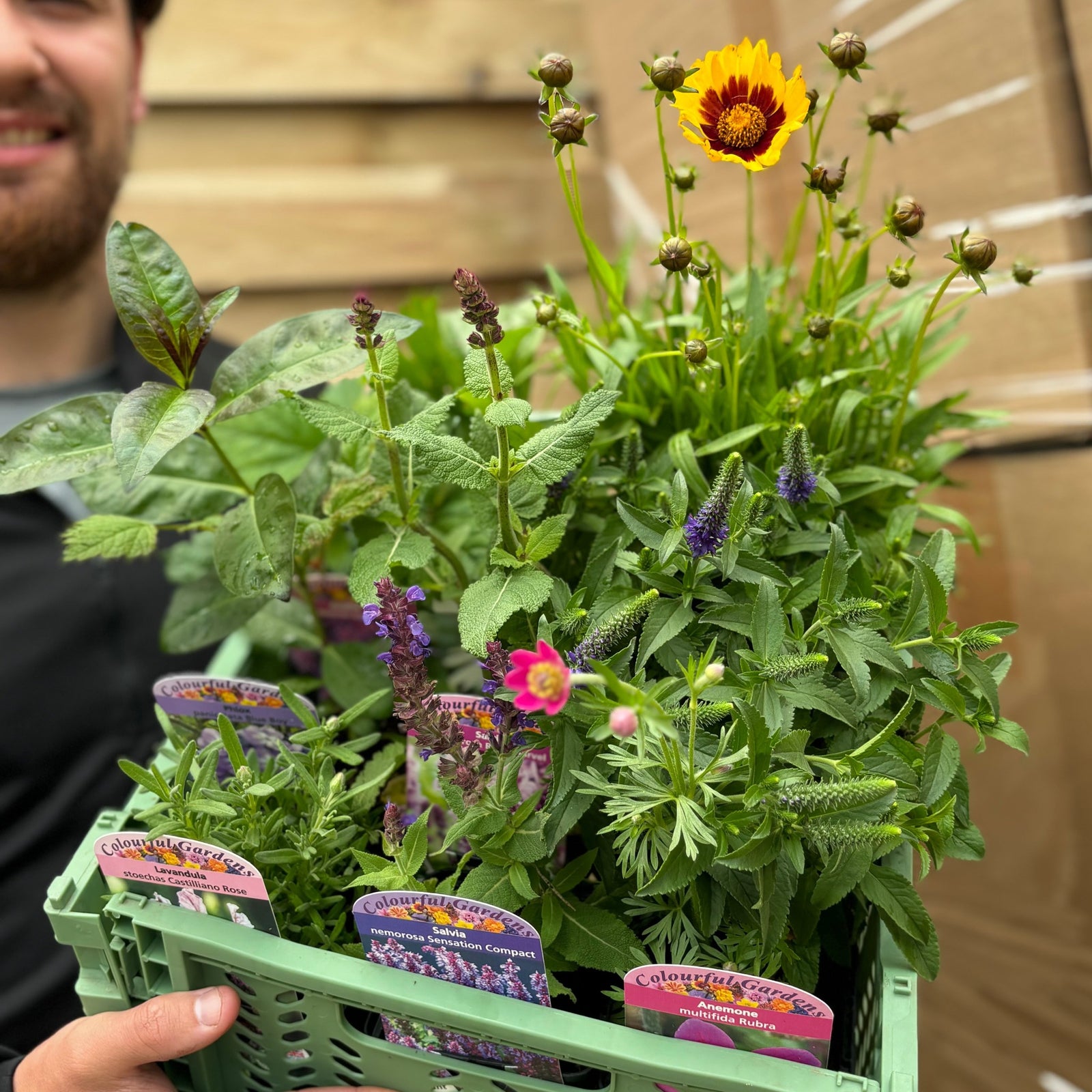 A person holds a green crate of assorted potted plants labeled as the Mystery Box £45 Worth Of Plants (Checkout only offer), with vibrant perennials and shrubs, evoking the excitement of a gardener’s surprise find against a wooden fence backdrop.