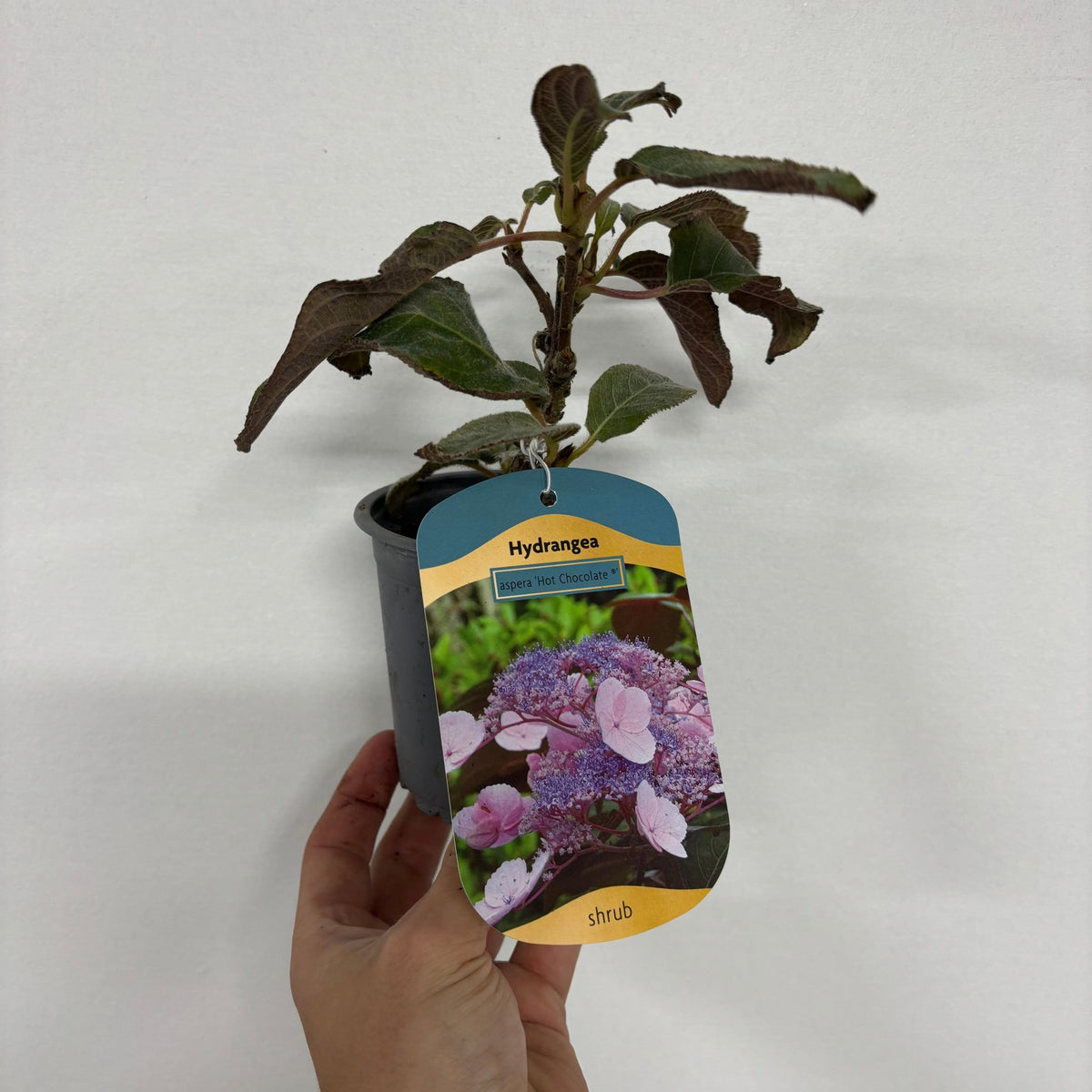 A hand holds a Hydrangea aspera &#39;Hot Chocolate&#39; 9cm plant with dark green leaves. The pot label shows blooming purple lacecap flowers and reads “Hydrangea aspera &#39;Hot Chocolate&#39;, shrub.”.