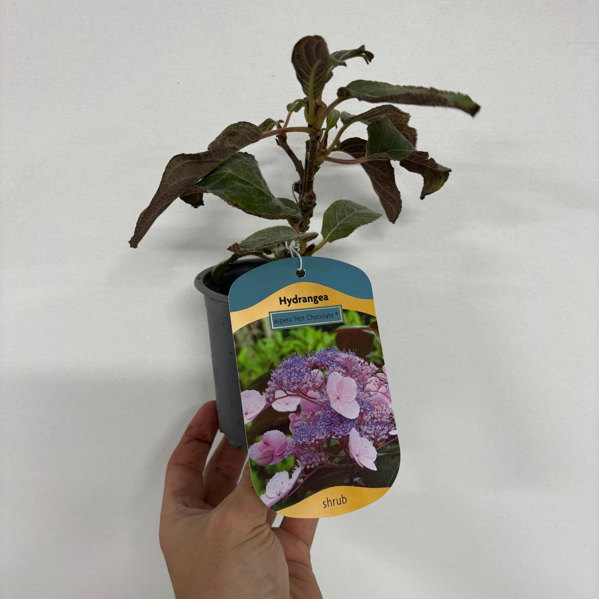 Hydrangea aspera 'Hot Chocolate' 9cm
