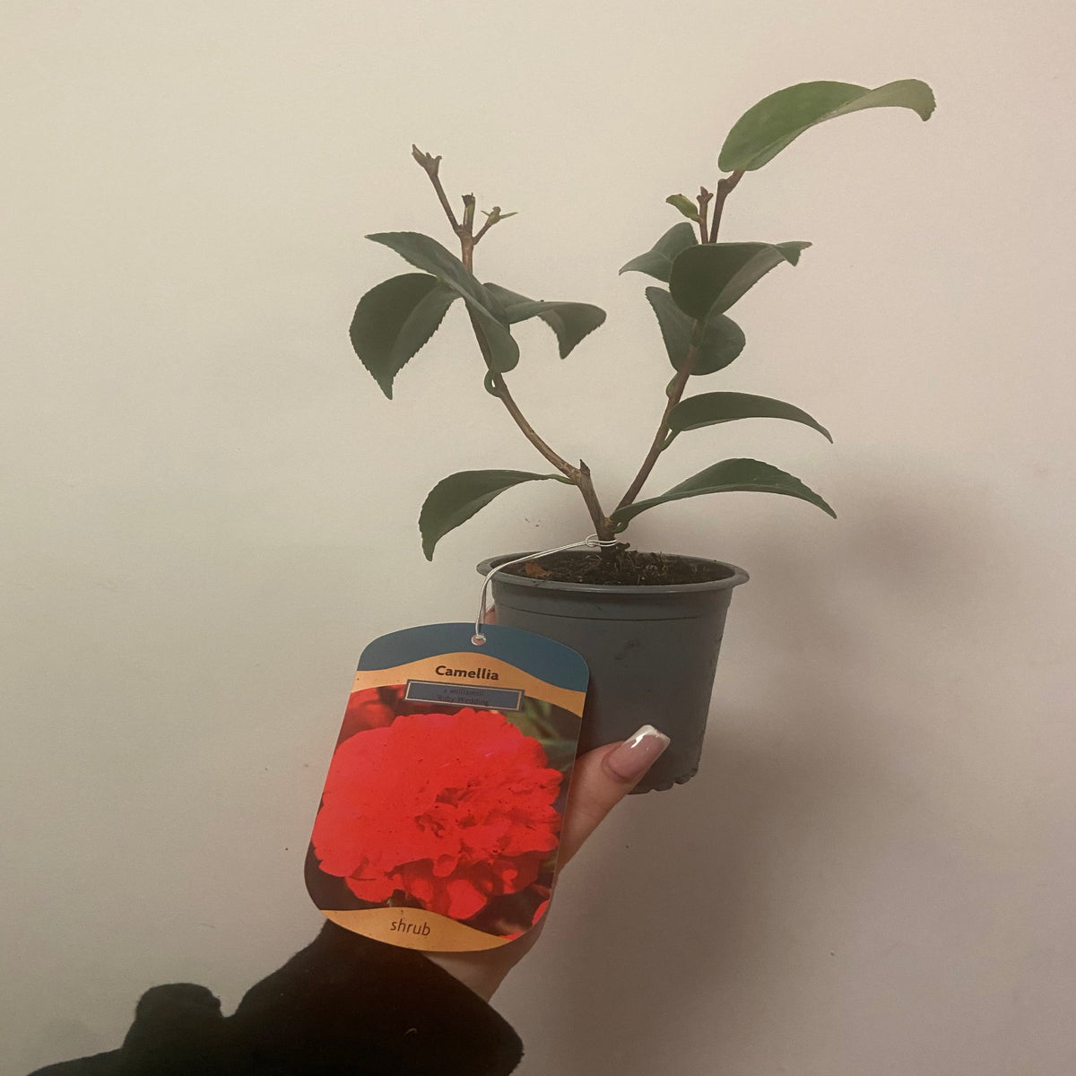 A hand holds a Camellia x williamsii &#39;Ruby Wedding&#39; 9cm potted plant with green leaves. A label displays its ruby-red blooms and the word &quot;shrub&quot; against a plain off-white wall background.