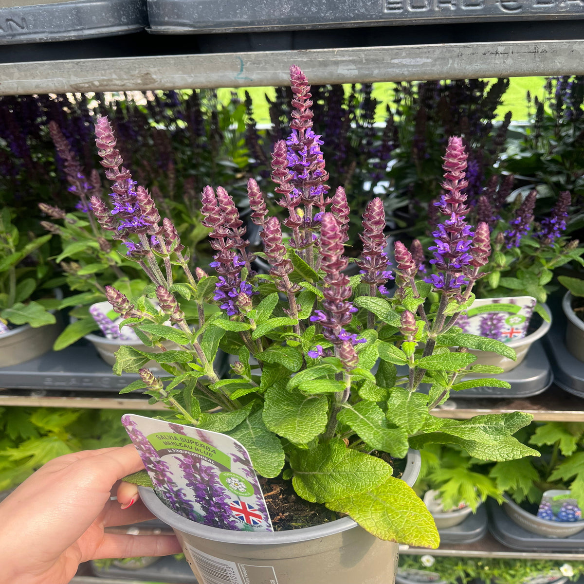 A hand holds a Salvia nemorosa Sensation Blue 9cm/1.5L, a perennial with tall purple flower spikes and green leaves, displayed on an outdoor metal shelf among other pollinator-friendly plants.