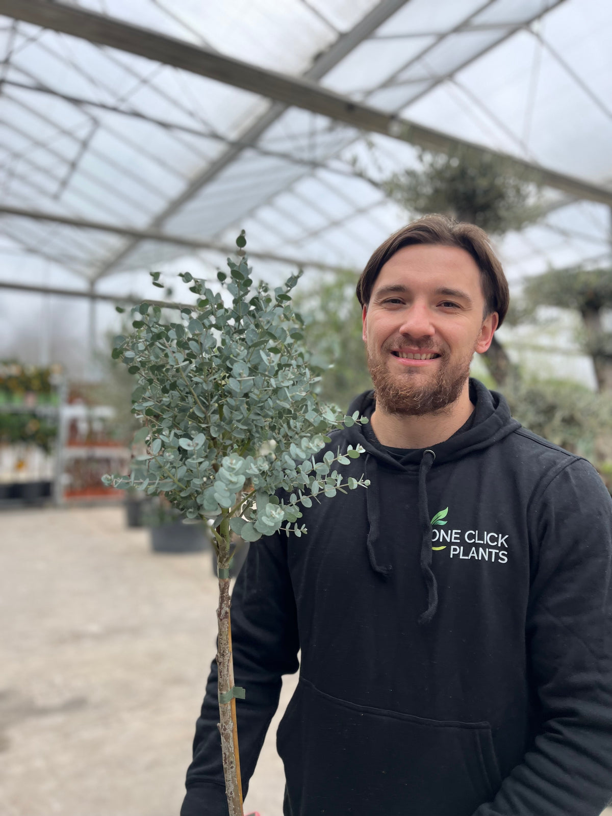 Standard Eucalyptus gunnii 90-100cm