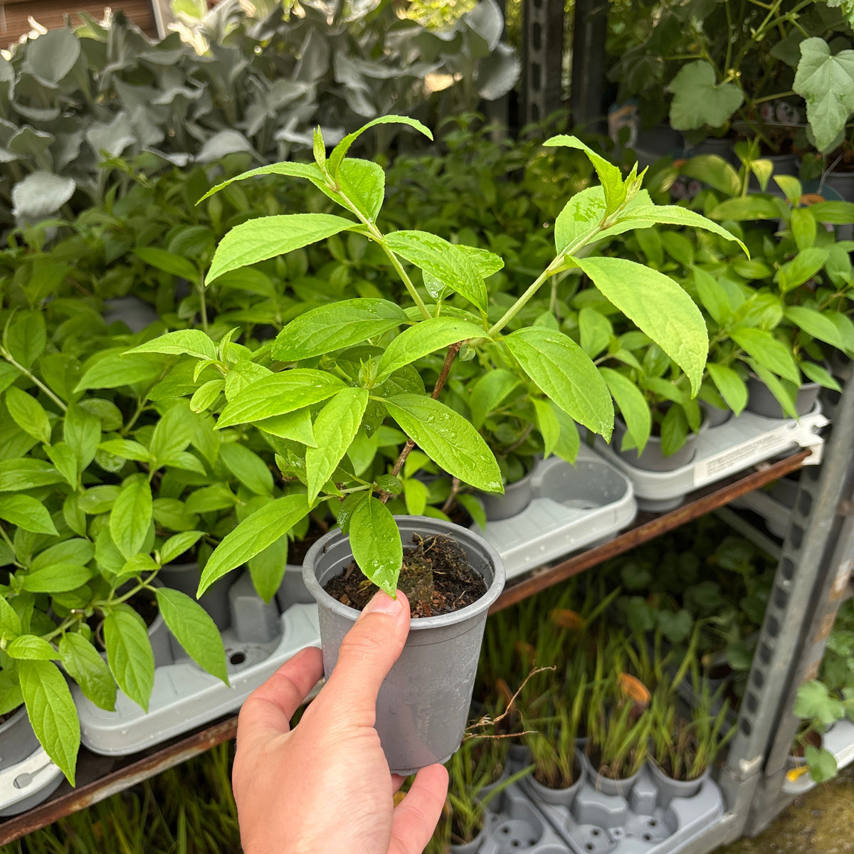 Hydrangea paniculata &#39;Bonfire&#39; 9cm