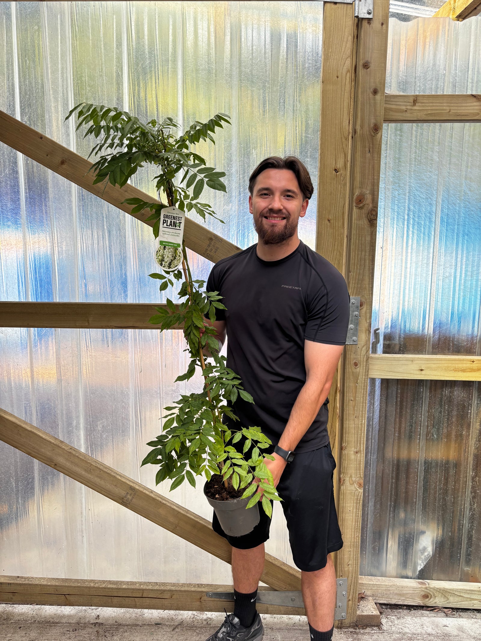 Wisteria sinensis 'Alba' 2L 100-120cm
