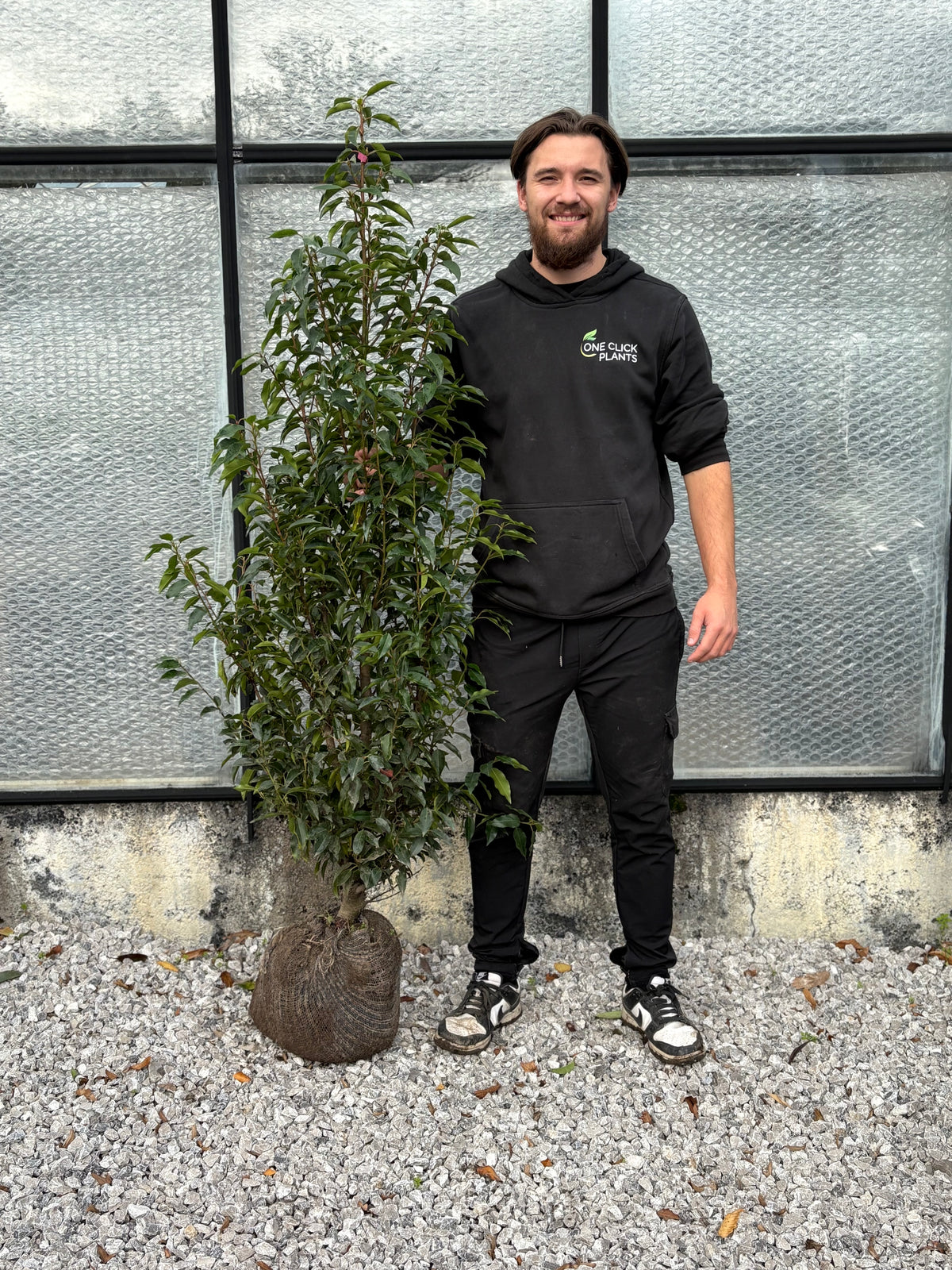 Portuguese Laurel ROOTBALL Hedging