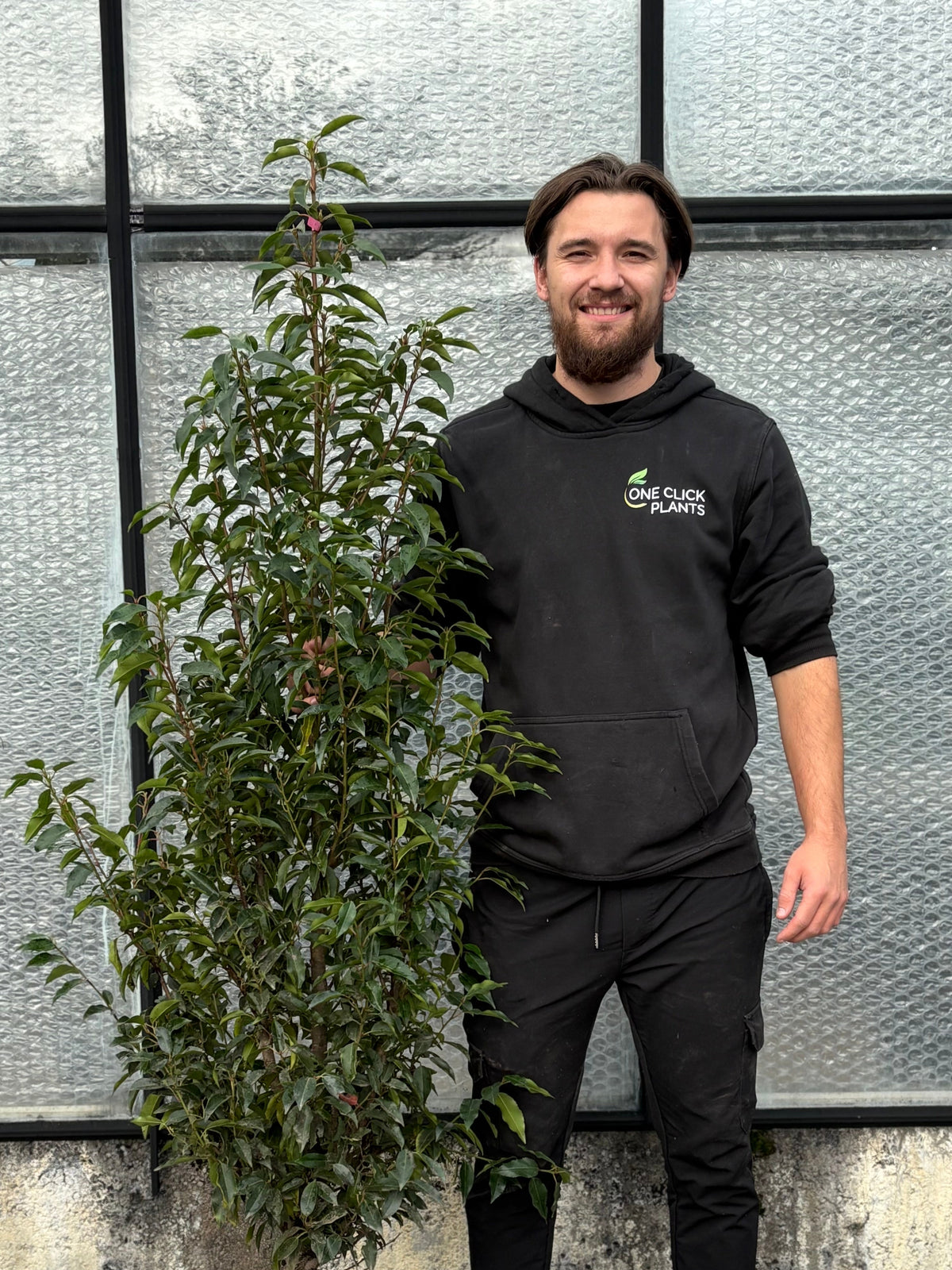 Portuguese Laurel (Prunus lusitanica 'Angustifolia') POTTED Hedging