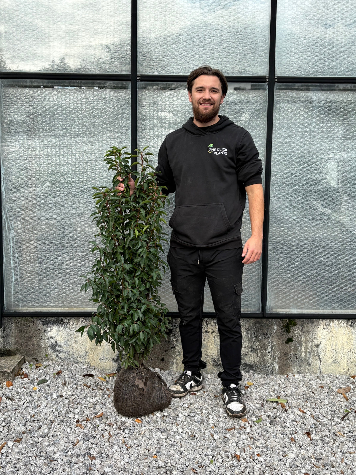 Portuguese Laurel ROOTBALL Hedging