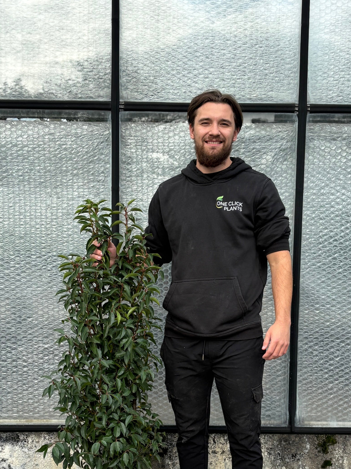 Portuguese Laurel (Prunus lusitanica 'Angustifolia') POTTED Hedging