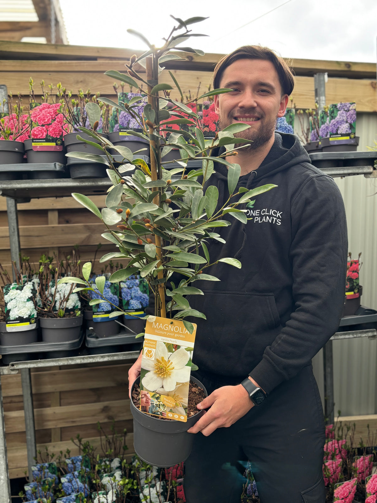 A smiling man in a black hoodie holds an Evergreen Magnolia &#39;Fairy Magnolia laevifolia Vanilla Pearls&#39; (90-100cm) at a garden center, surrounded by shelves of colorful flowering plants.
