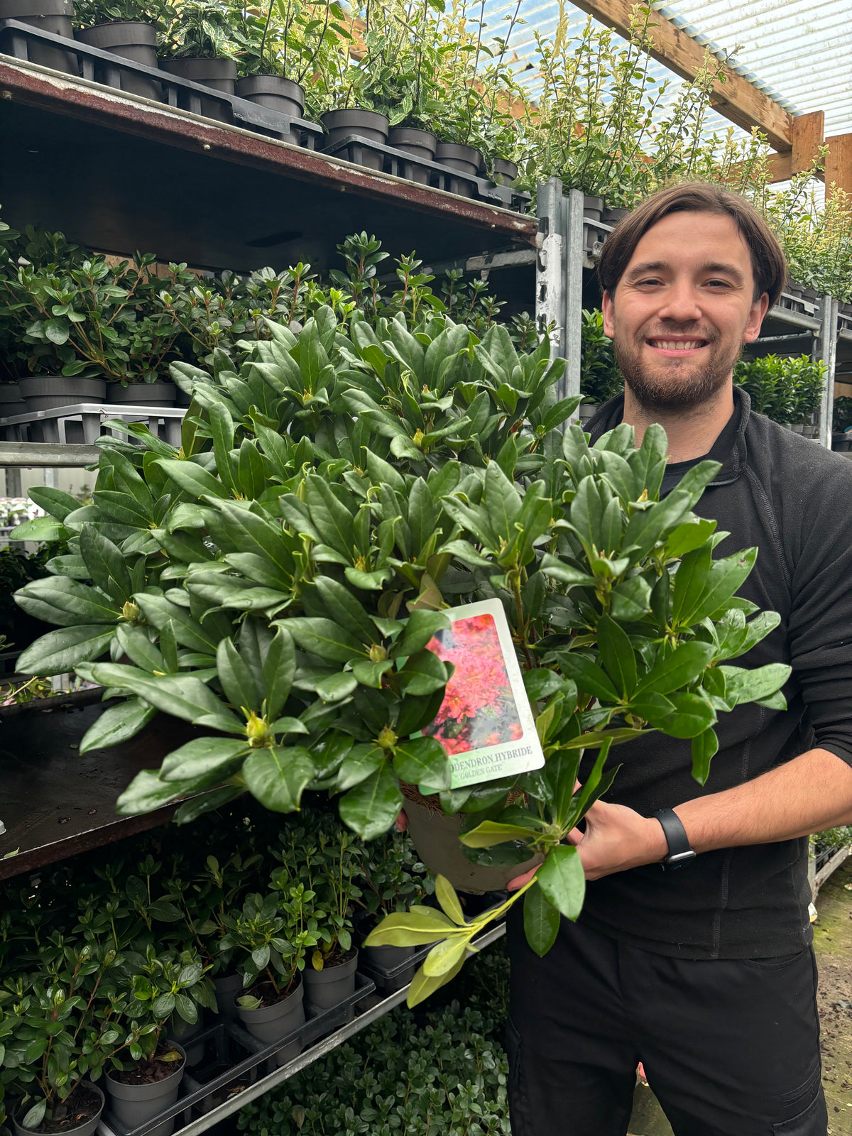 A smiling person holds a Rhododendron &#39;Golden Gate&#39; 5L with glossy green leaves at a garden center, surrounded by plants; the pot has a tag showing orange-pink flowers.