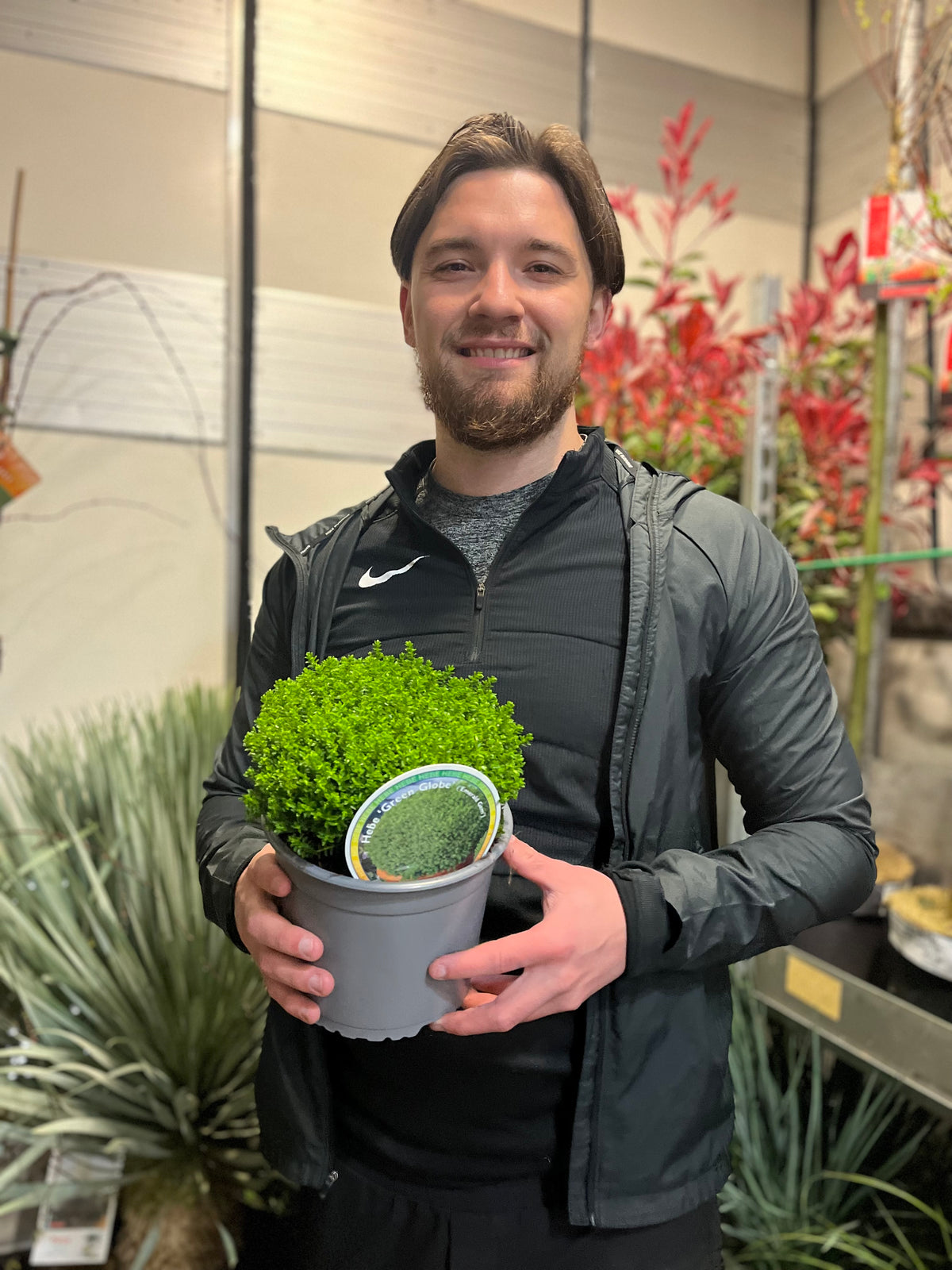 Hebe &#39;Emerald Gem&#39; &#39;Green Globe&#39; 9cm / 1L / 2L / 7.5L