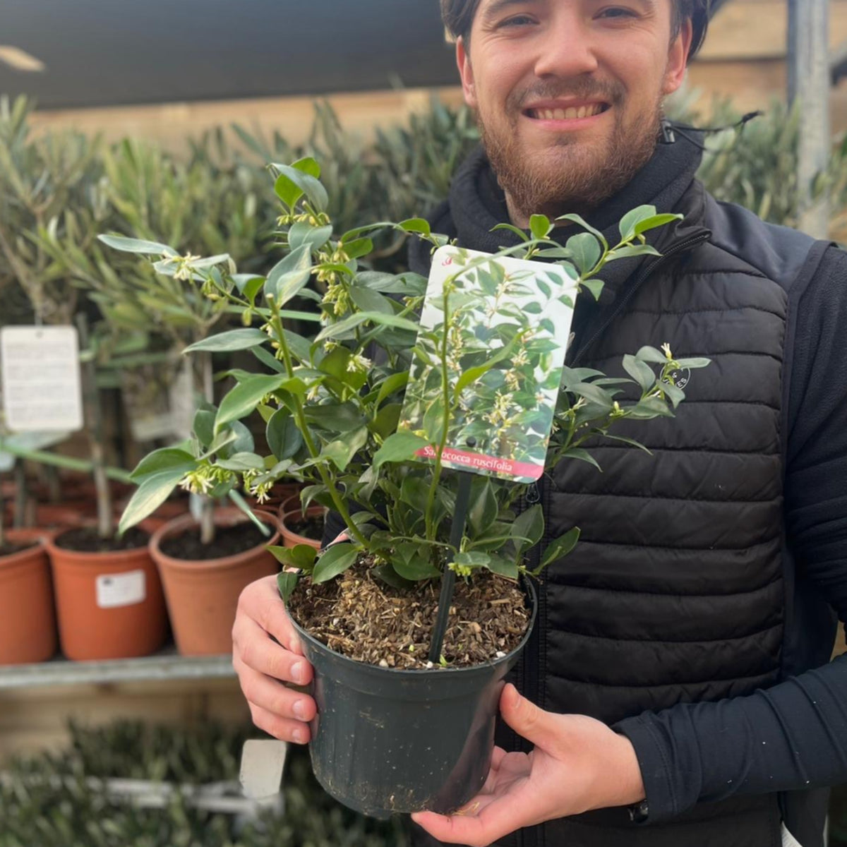 Sarcococca ruscifolia 2L