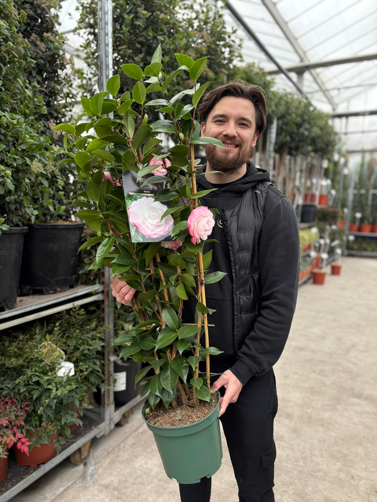 Camellia 'Desire' 9cm / 5L