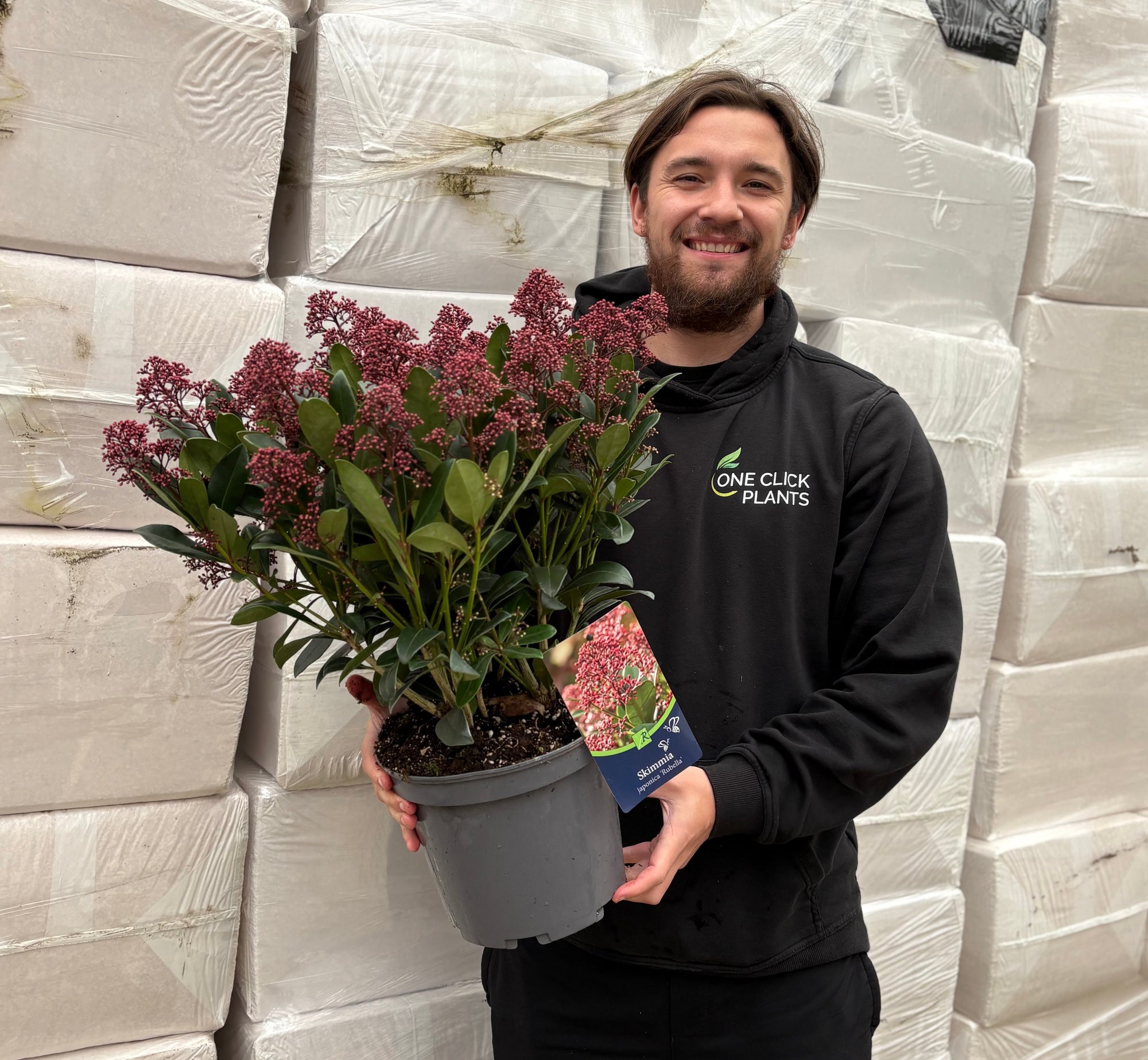 Skimmia japonica Rubella 9cm-10L