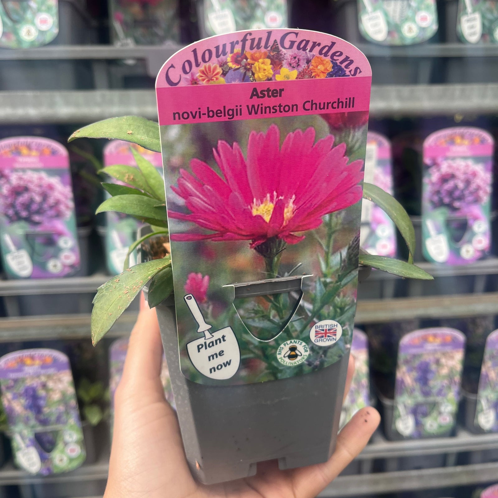 Aster novi-belgii Winston Churchill