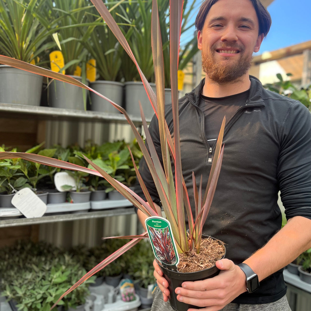 Phormium &#39;Sundowner&#39; 2L (40-50cm including the pot)