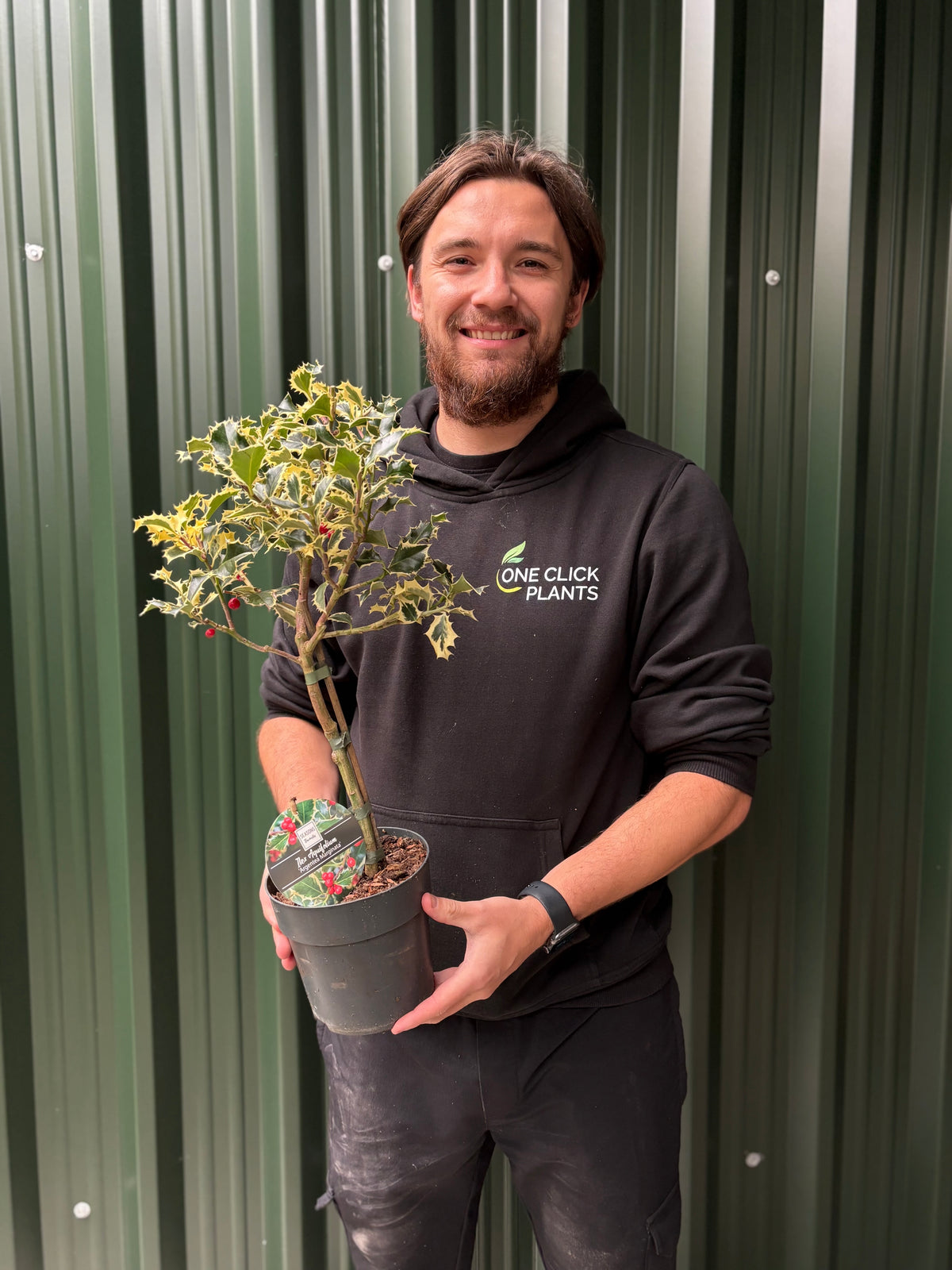 Standard Holly Tree | Ilex aquifolium &#39;Argentea Marginata&#39; | 50-60cm, 80-90cm