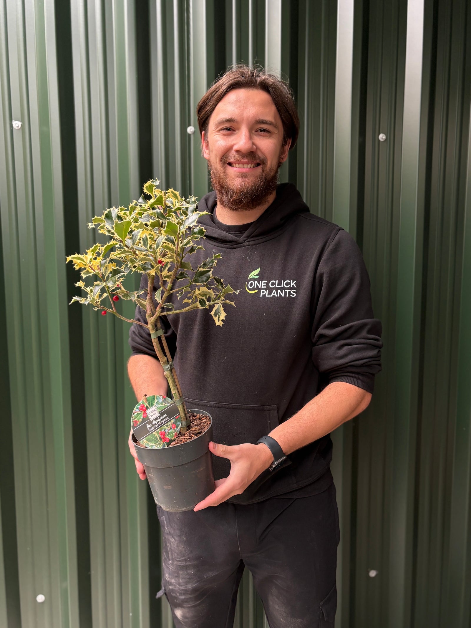 Standard Holly Tree | Ilex aquifolium 'Argentea Marginata' | 50-60cm, 80-90cm