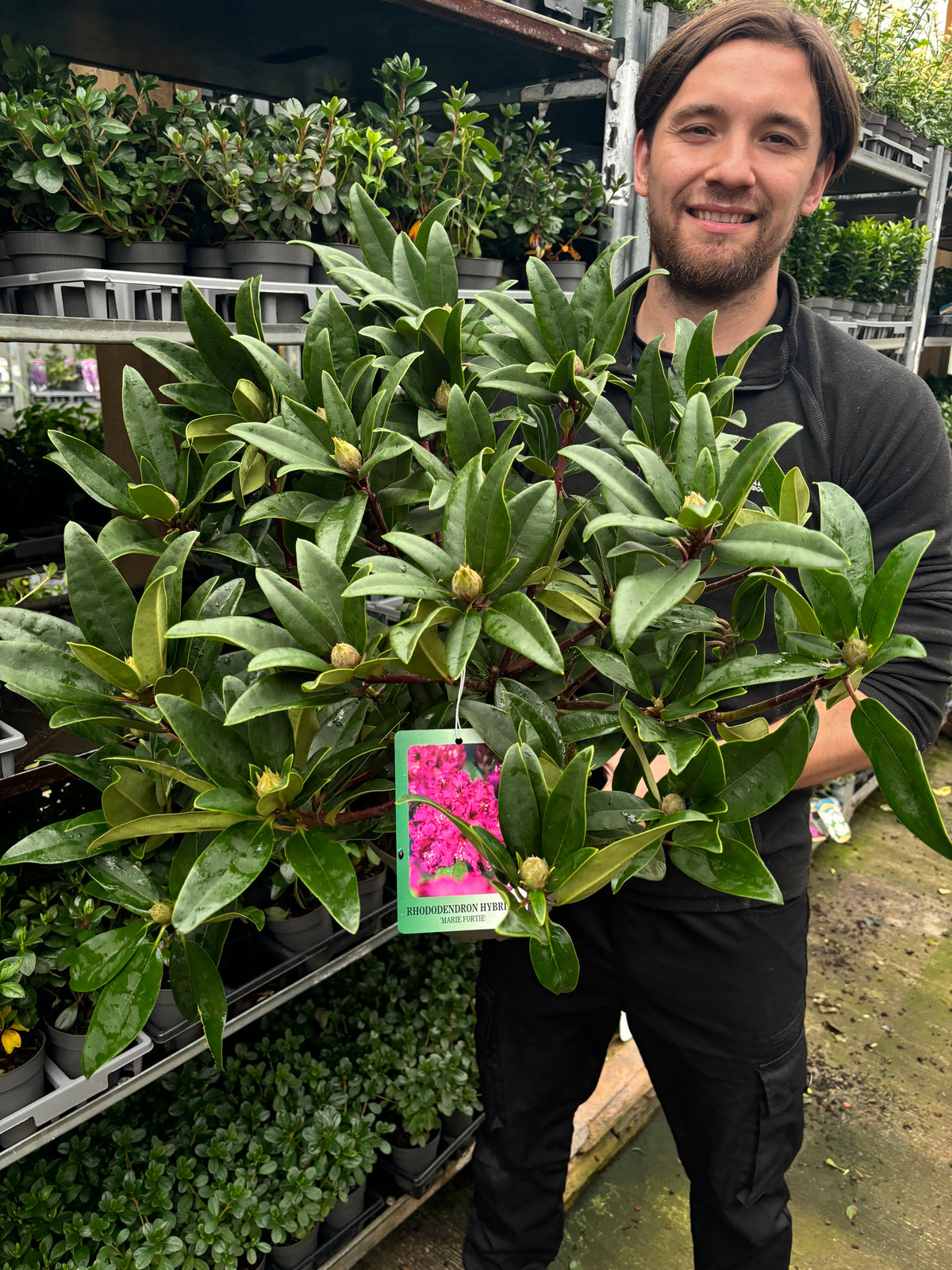 A person holds a large Rhododendron &#39;Marie Fortie&#39; 5L, an evergreen shrub with green leaves and buds, at a garden center. A tag shows its name and bright pink flowers. Shelves behind them are lined with more plants.