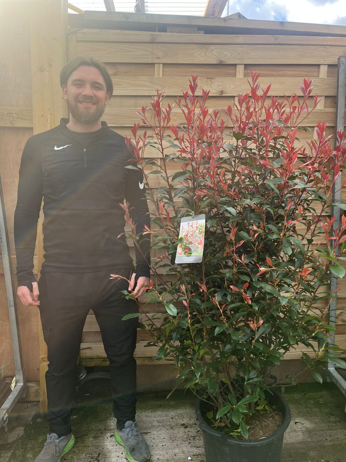 5-6ft Photinia 'Carre Rouge' 160-170cm (30L)
