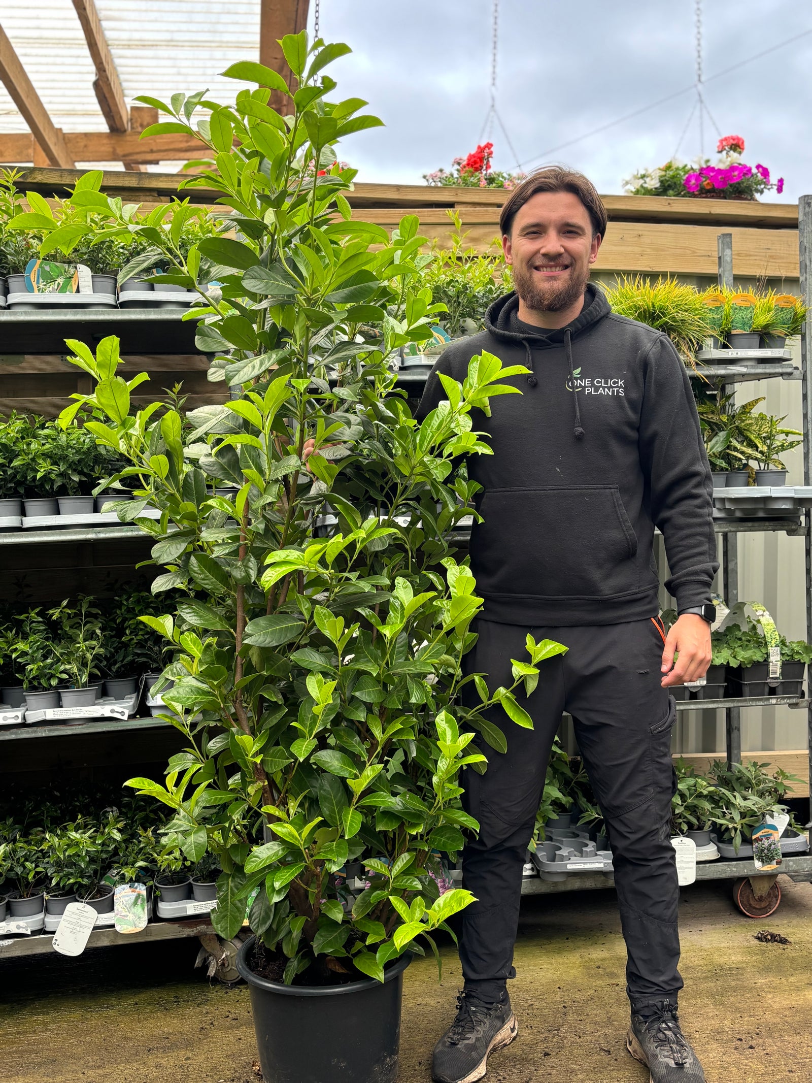 A smiling man in black stands beside a 7ft Established Bushy Potted Cherry Laurel Hedge Plant (200-210cm, Multi-Buy Offers Available) at a garden center, with shelves of plants and flowers in the background.
