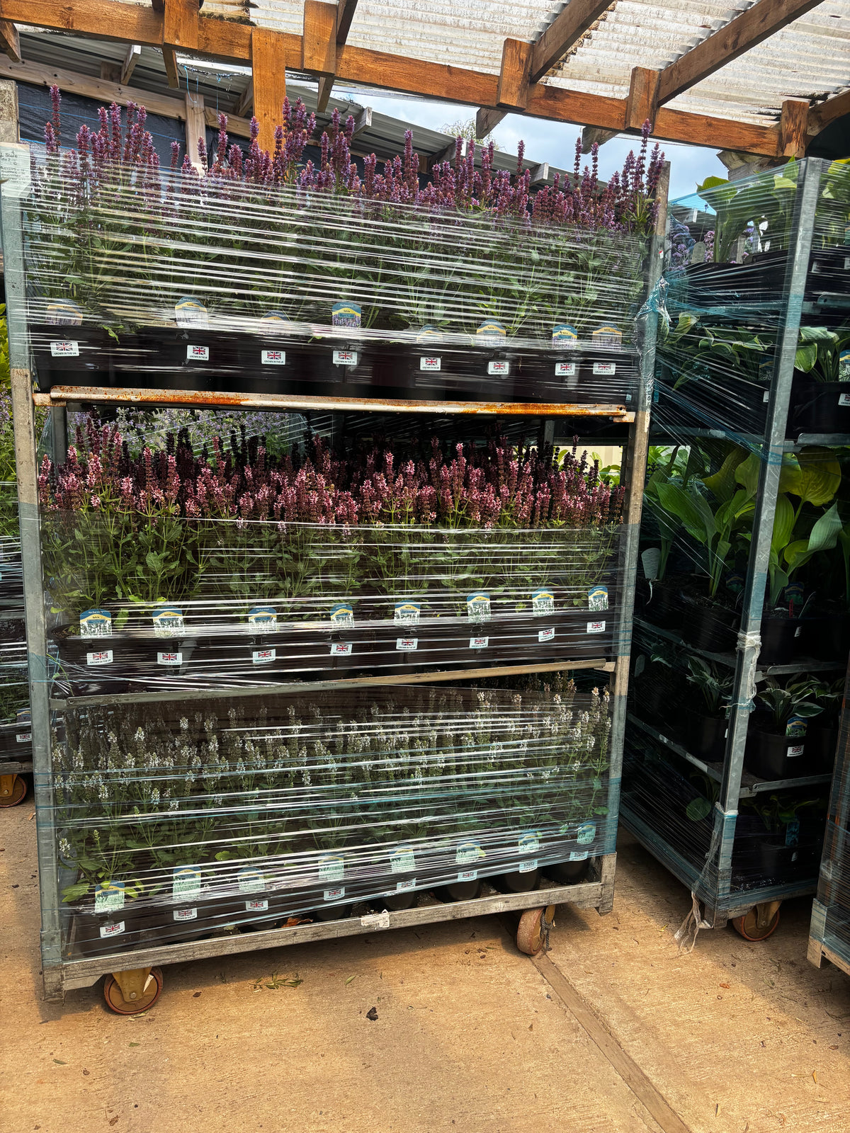Pallet of 50 Established 2L Herbaceous Perennials (£8.99 per plant)