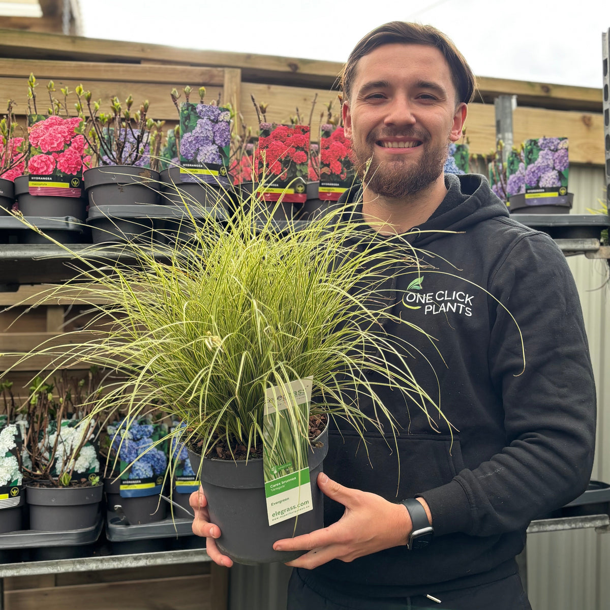 A smiling man in a black One Click Plants hoodie holds a Carex brunnea &#39;Variegata&#39; 3L, an evergreen ornamental grass, in front of shelves of colorful potted flowers and plants at a garden center.