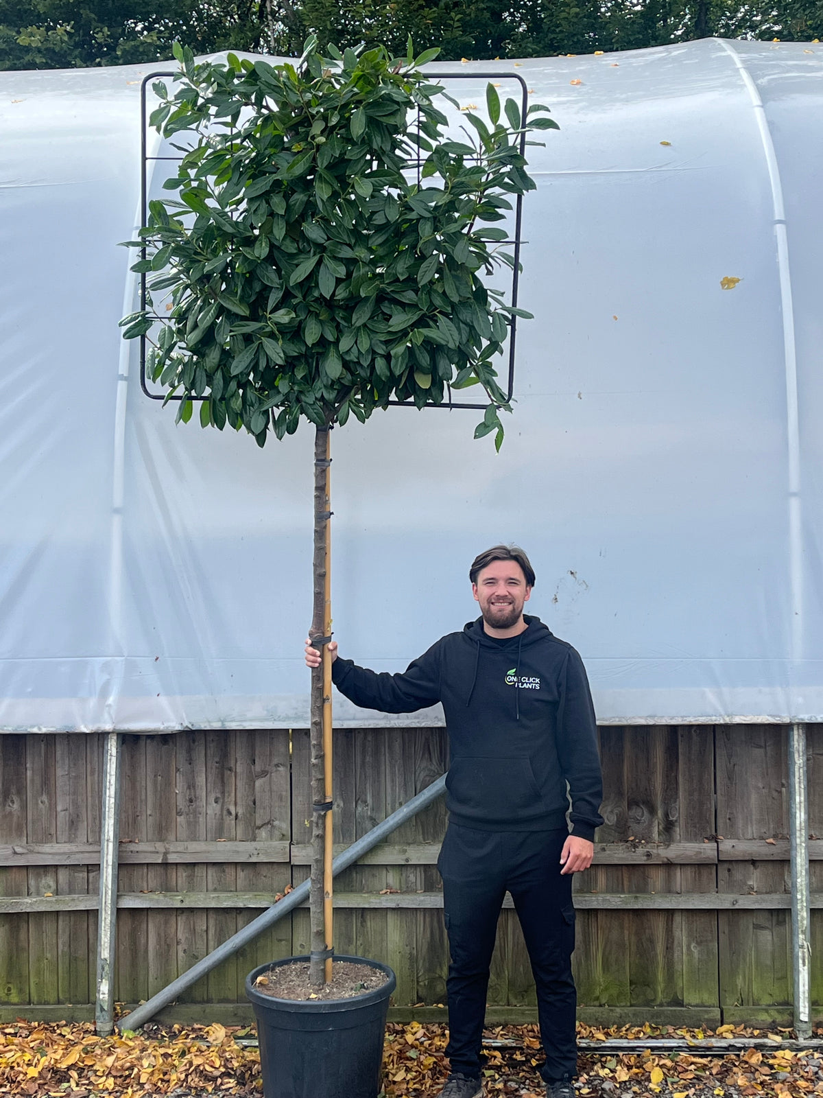 A man in black stands outside, smiling and holding a Cherry Laurel &#39;Novita&#39; Pleached Tree - 1.8m Stem, 1.2m x 1m (Metal Frame), perfect for an evergreen privacy screen, beside a wooden fence and white greenhouse with fallen leaves nearby.