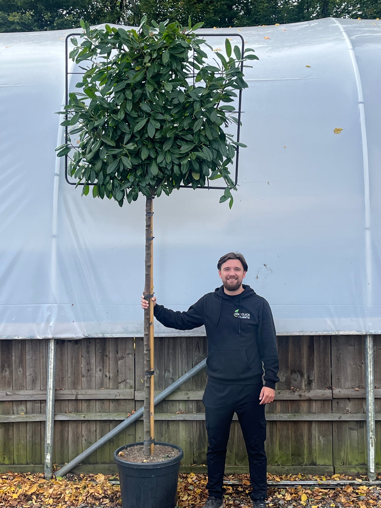 A man in black stands outside, smiling and holding a Cherry Laurel 'Novita' Pleached Tree - 1.8m Stem, 1.2m x 1m (Metal Frame), perfect for an evergreen privacy screen, beside a wooden fence and white greenhouse with fallen leaves nearby.