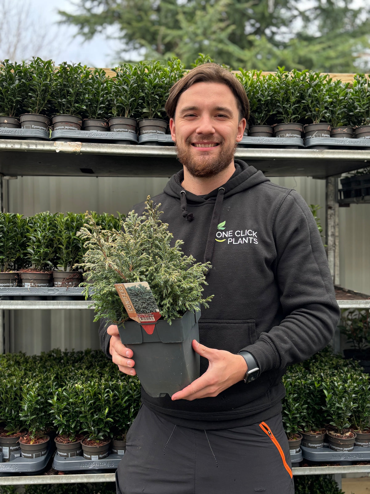 Chamaecyparis pisifera &#39;Baby Blue&#39; 2L (30-40cm inc. pot)