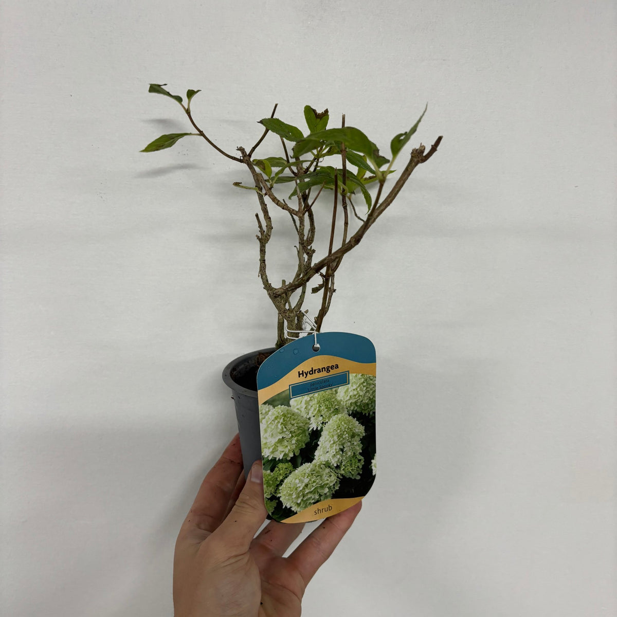 Hydrangea paniculata &#39;Little Spooky&#39; 9cm / 5L