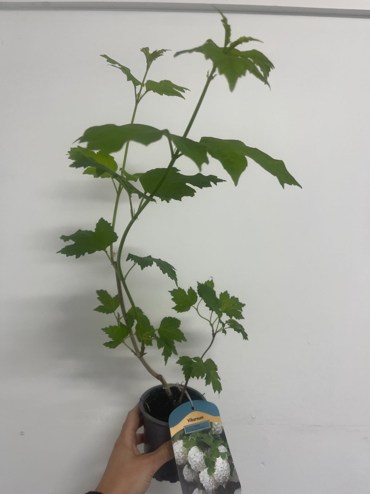 Viburnum opulus &#39;Roseum&#39; (Snowball) 9cm / 2L / 5L