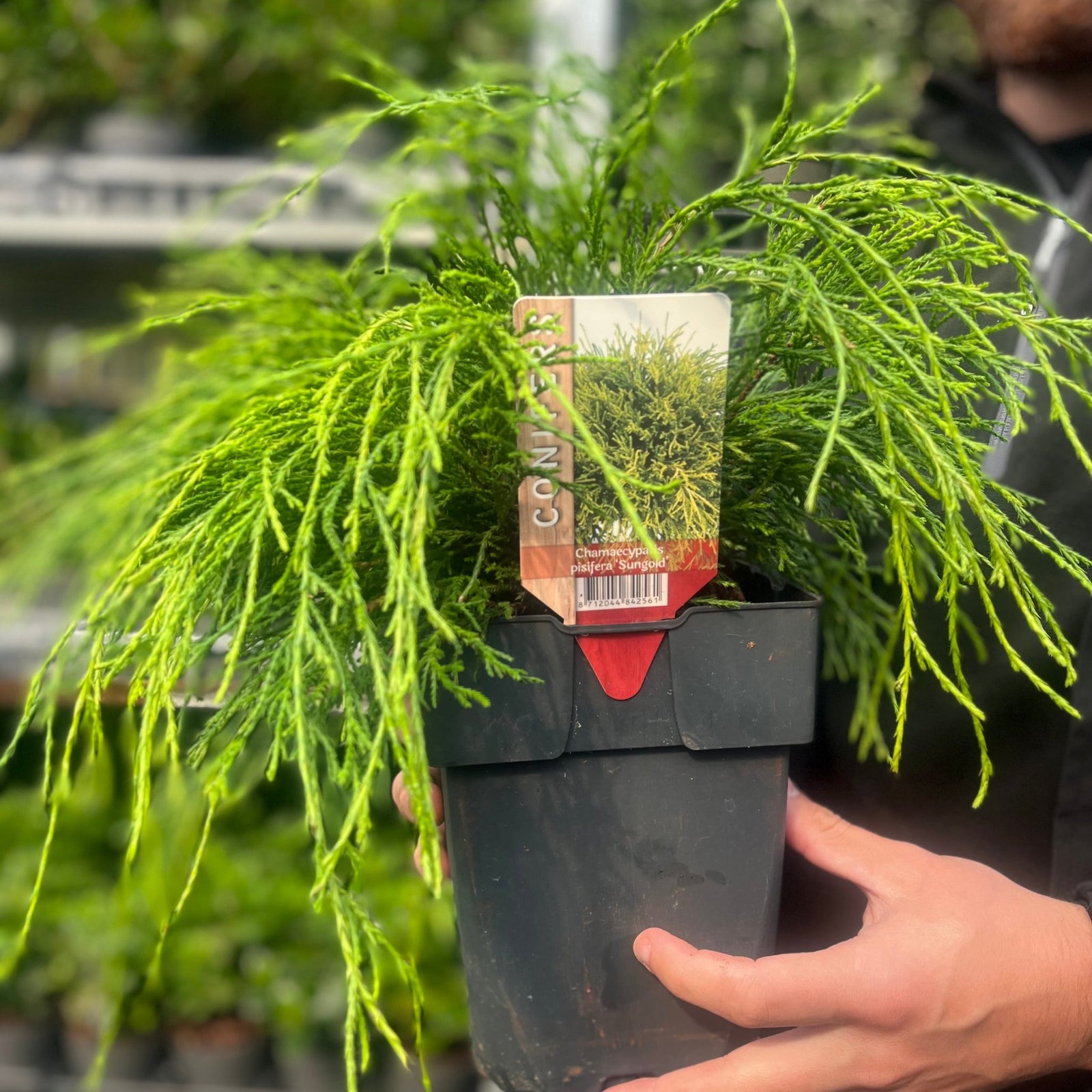 A person holds a Chamaecyparis pisifera 'Sungold' 2L, a dwarf conifer with bright green, feathery foliage. The pot has a tag showing the plant, and shelves with other plants are softly blurred in the background.