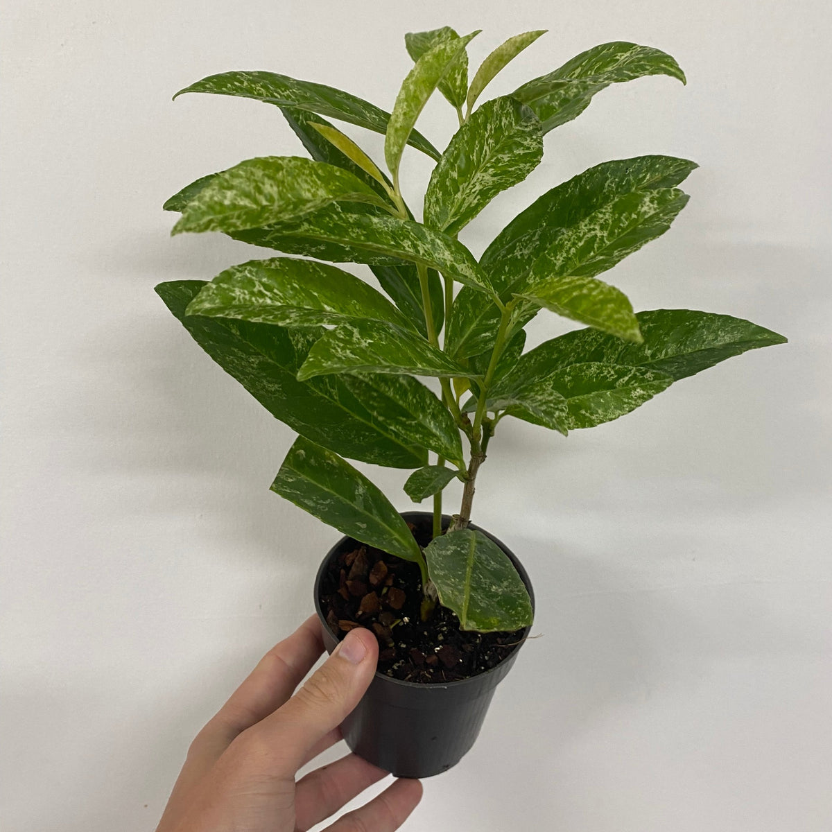 1ft (25-30cm) Potted Marbled White Laurel | Prunus Laurocerasus
