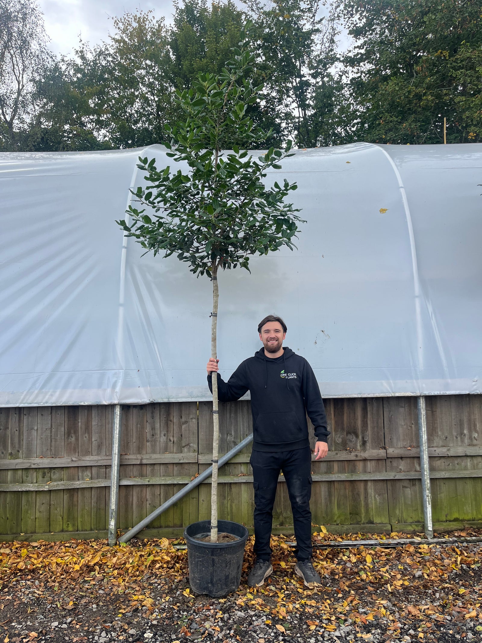 A man in a black hoodie stands on gravel and autumn leaves, smiling and holding a Standard ilex 'Nelly Steven's Tree 3m (stem 1.8m + head), perfect for garden screening, with a wooden fence and large white greenhouse behind him.