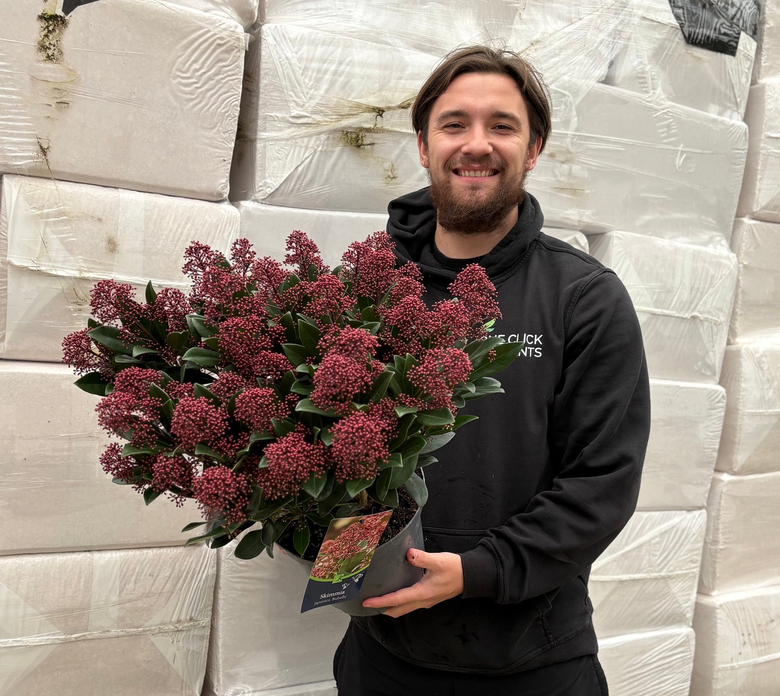 Skimmia japonica Rubella 9cm-10L