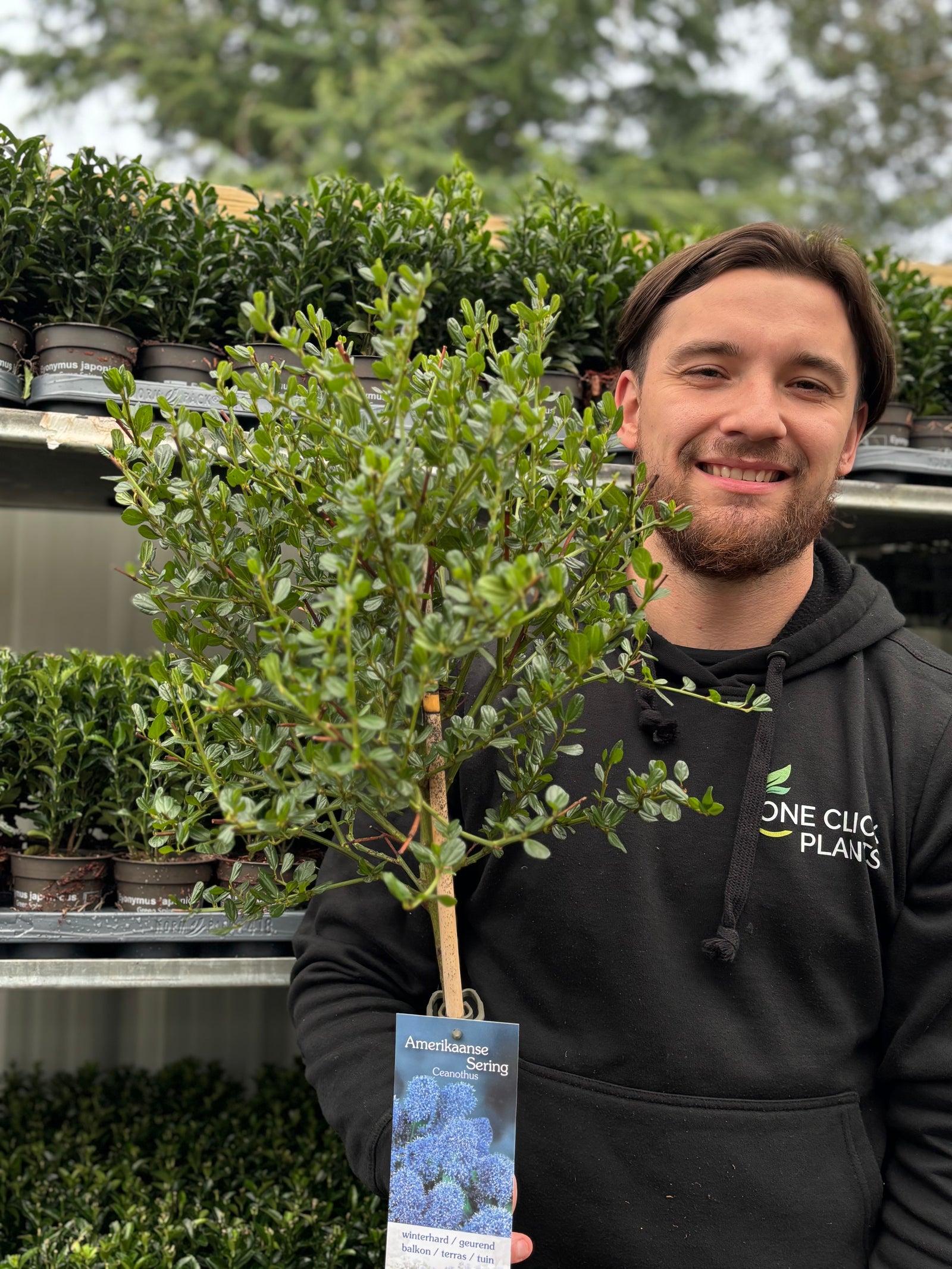 A smiling man in a black hoodie holds a Ceanothus Patio Tree 100-110cm (Californian Lilac) in front of metal shelves filled with small potted plants at an outdoor plant nursery.