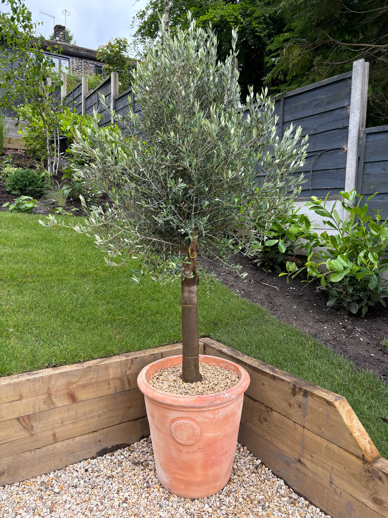 olive tree planting in pots Olive Tree 45L 1.5-1.8m + Teracotta Pot + Soil + Gravel