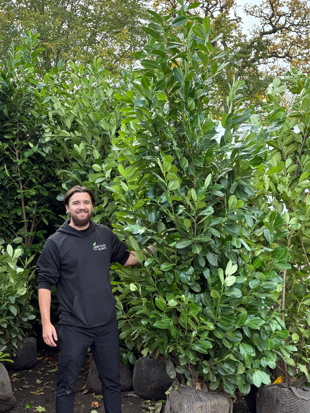 8-9ft Established Bushy ROOTBALL Cherry Laurel Hedge Plants (240-270cm)
