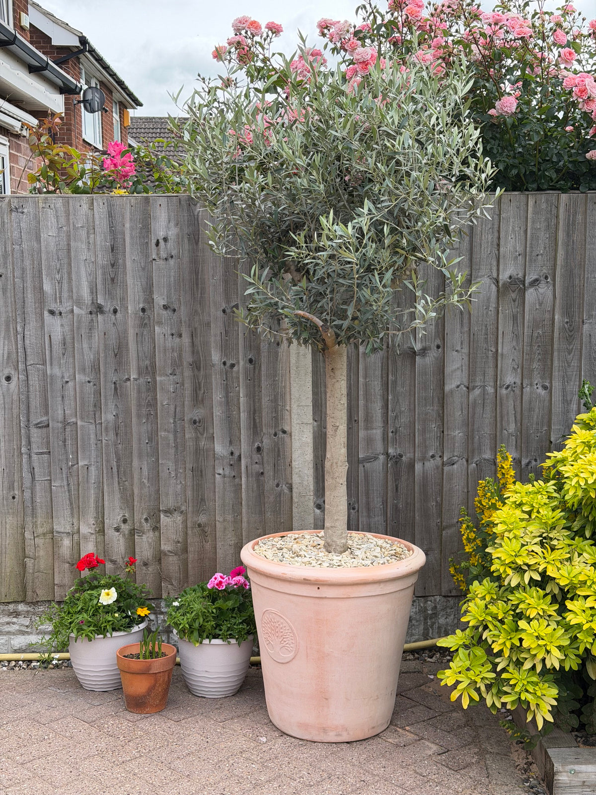 Olive Tree 45L 1.5-1.8m + Teracotta Pot + Soil + Gravel