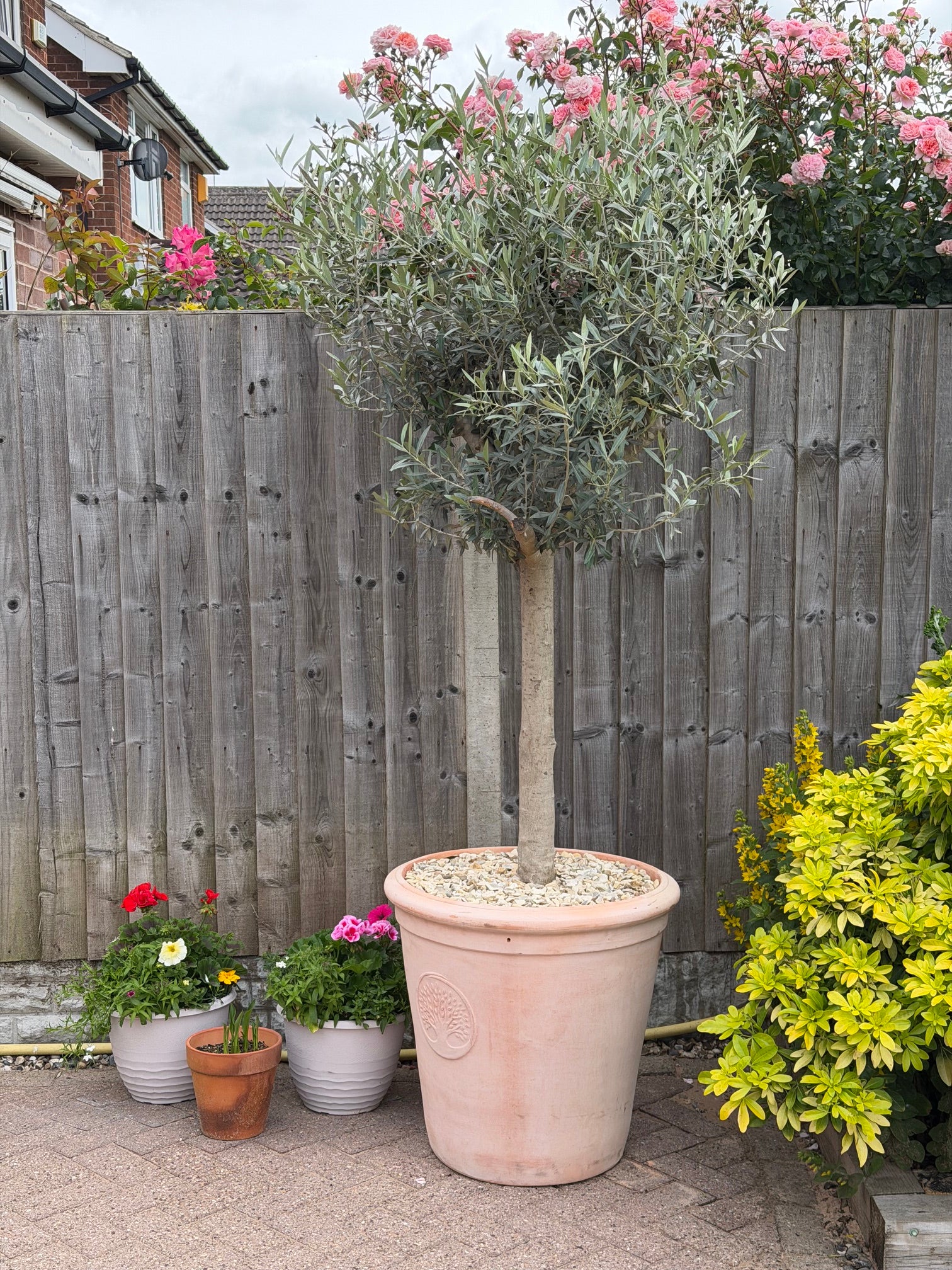 Olive Tree 45L 1.5-1.8m + Teracotta Pot + Soil + Gravel