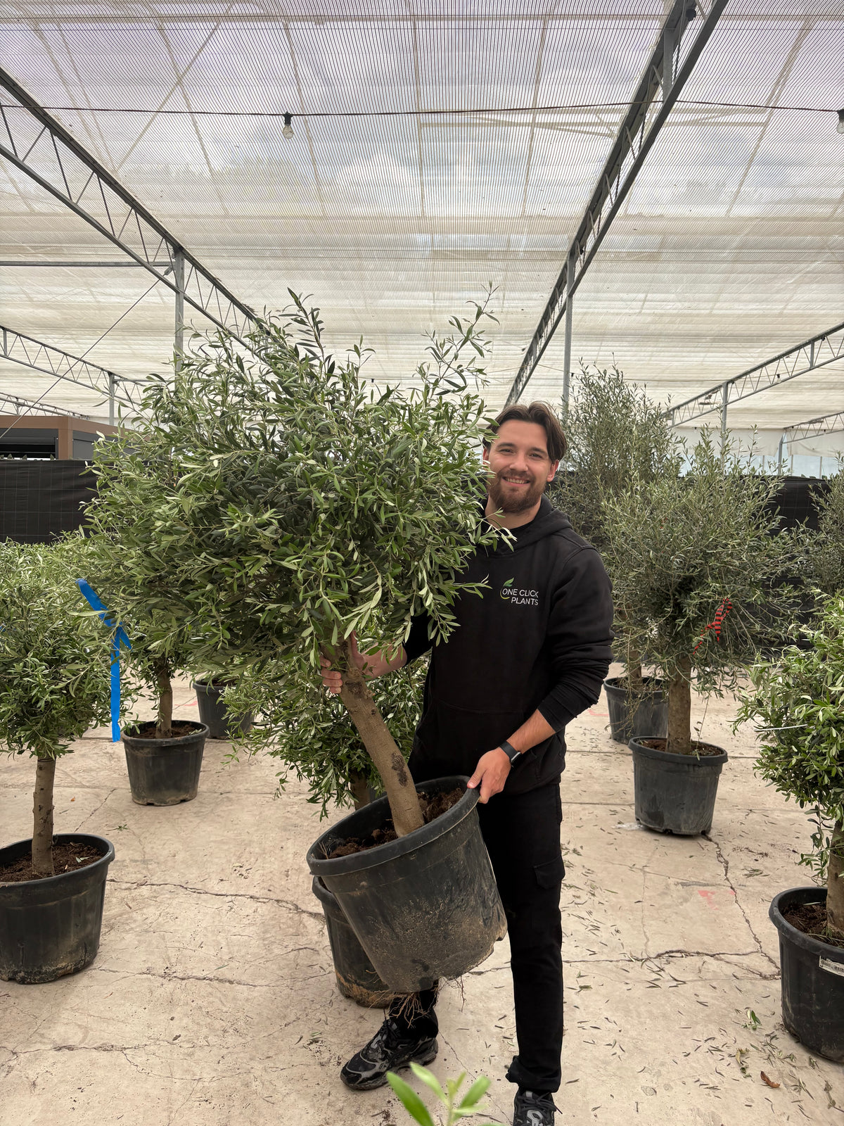 6-12 x Mature Olive Tree 35L (Thick Stem) 1.4-1.5m PALLET DEAL