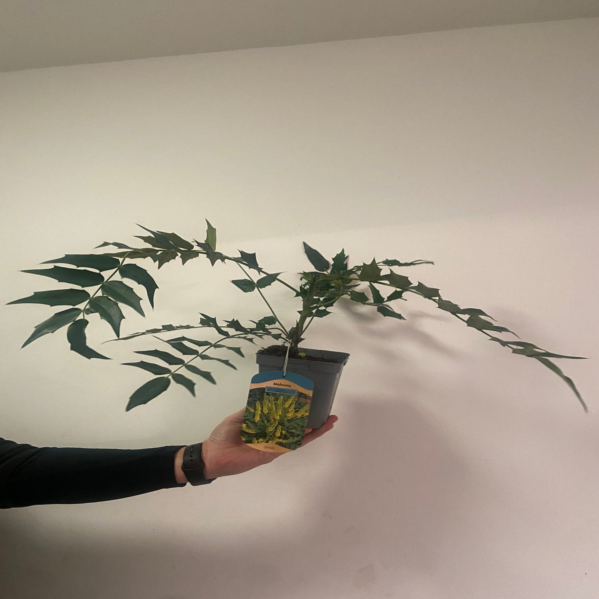 A hand holds a Mahonia &#39;Winter Sun&#39; 11cm pot, an evergreen shrub with spiky-edged dark green leaves, in front of a plain white wall. The plant label is attached, though its text isn&#39;t clearly visible.