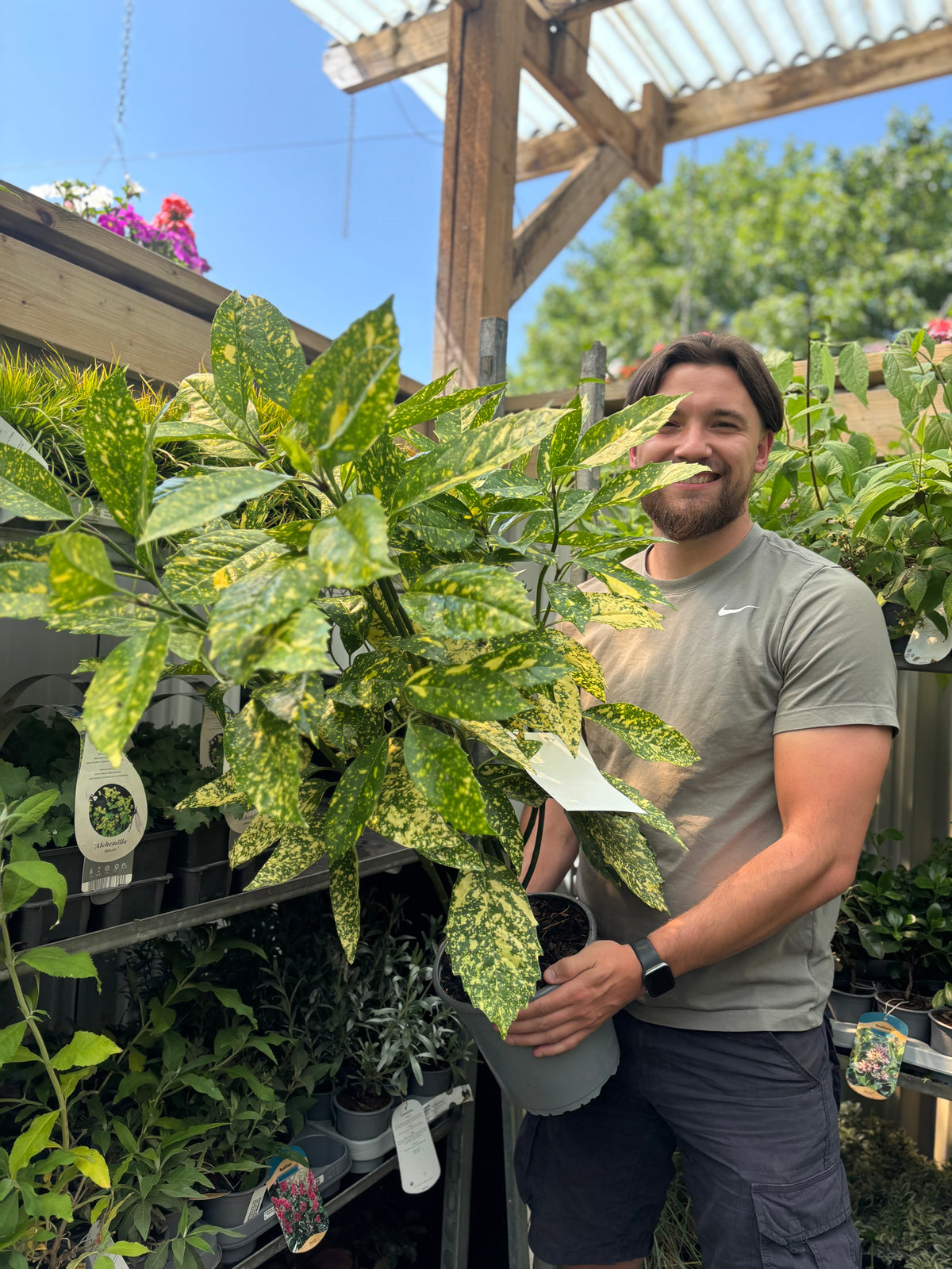 A bearded man in a gray T-shirt smiles as he holds an Aucuba Spotted Laurel 2L / 5L—an evergreen shrub with golden-splashed leaves—at an outdoor garden center, surrounded by plants on a sunny day.